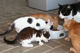 Sogar die Katzen so wie ich Beagles mag, bunt gefleckt und jede individuell gezeichnet ;-)