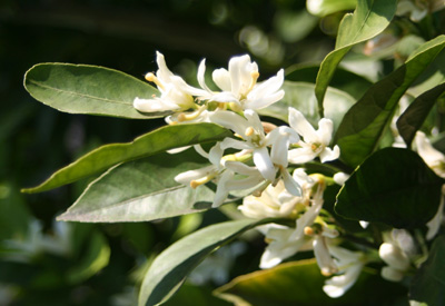 Orangenblüte