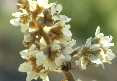 Nespole in fiore