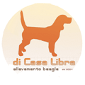 Beagles di Casa Libra