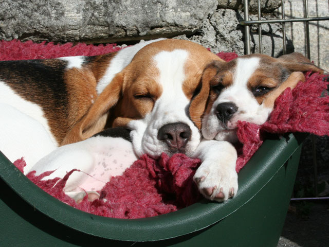 Zwei Schätzelchen an der Sonne